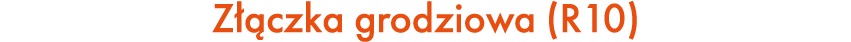 Z czka grodziowa (R10)